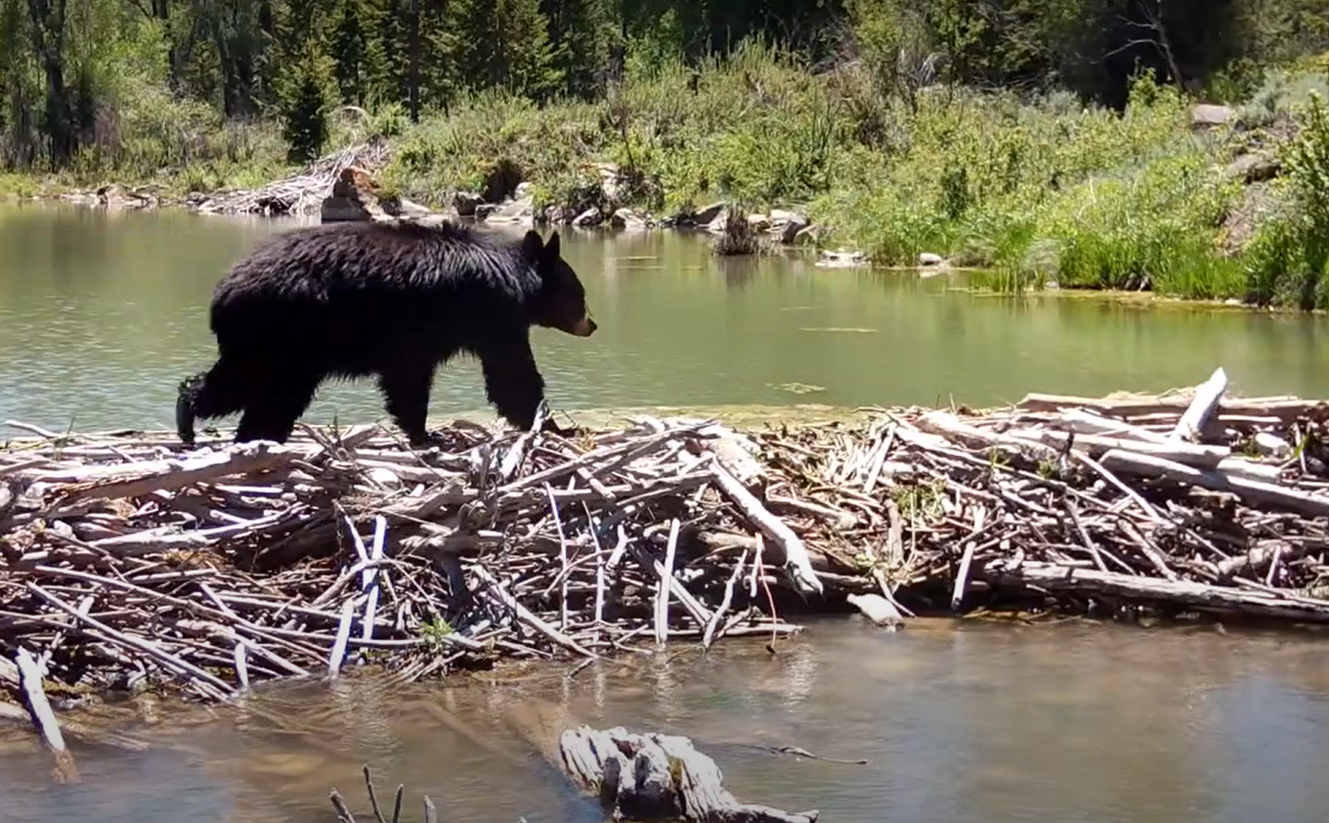 An American black bear crossing a beaver dam in a forest habitat (file photo, not the bear involved in this story)