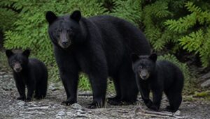 AI-generated illustration: Mother Bear and Cubs Freed After Getting Trapped in a California Water Tank
