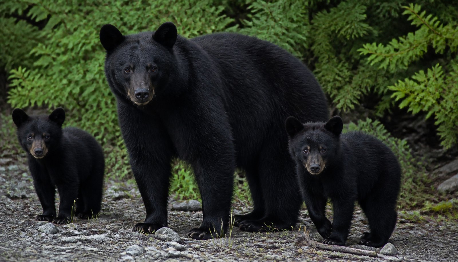 AI-generated illustration: Mother Bear and Cubs Freed After Getting Trapped in a California Water Tank