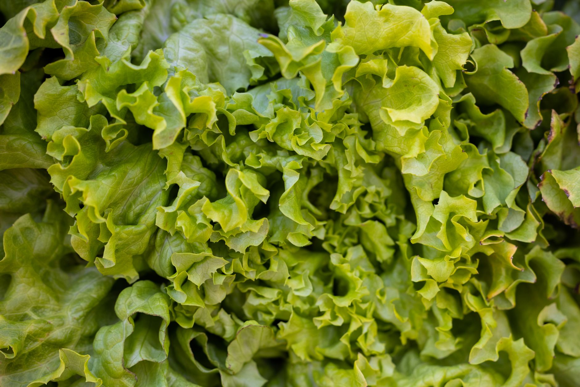 Fresh green leaf lettuce, similar to the iceberg lettuce recalled by Taylor Farms de Mexico