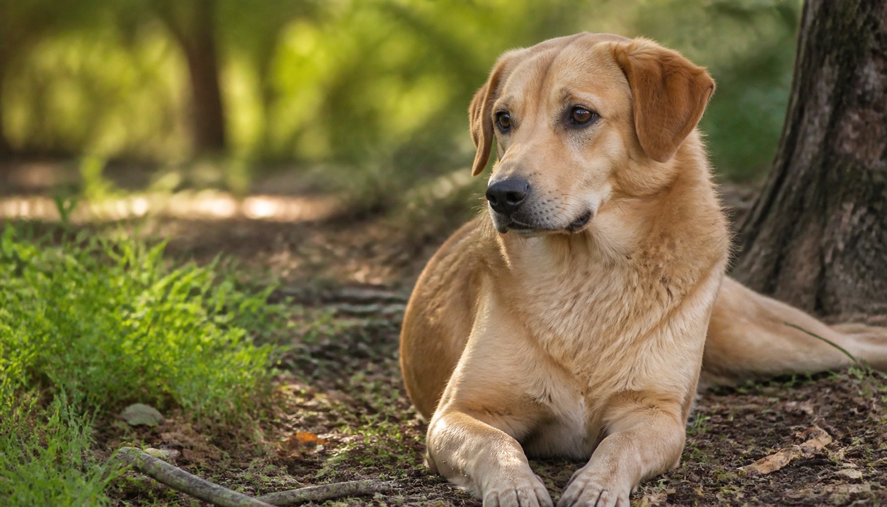 A calm dog outdoors, representing the recalled Fromm canned dog food products