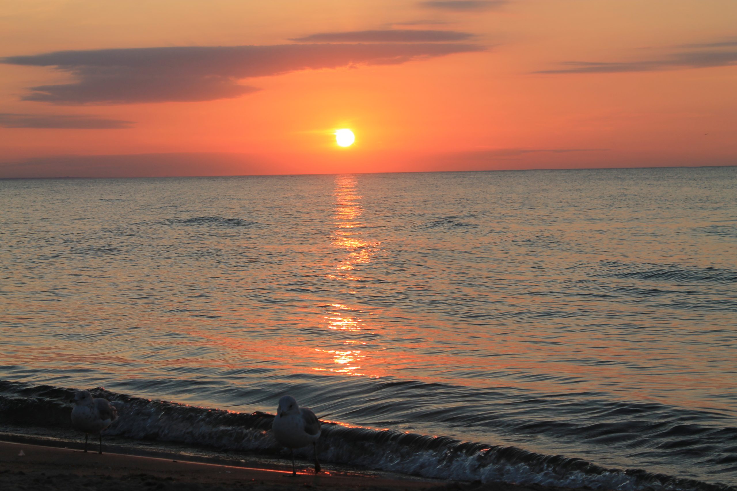 Sunrise over Lake Ontario, seen from the shoreline with gulls in the foreground