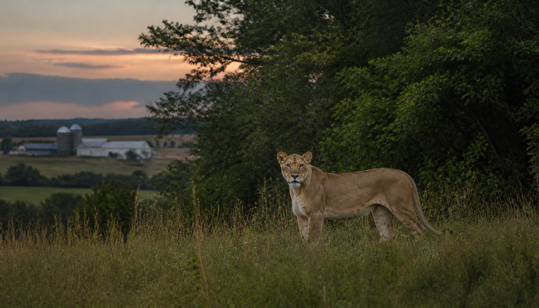 AI-generated illustration of a lioness in a rural field near farmland at dusk