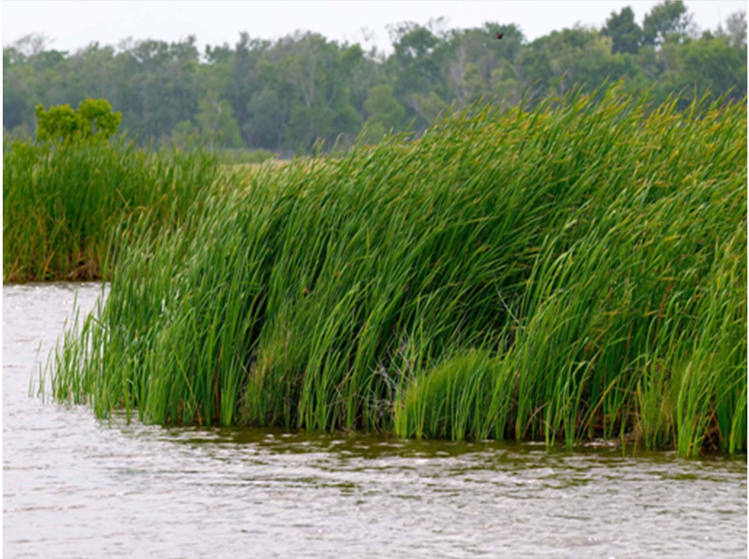 Tall green marsh grass along the edge of shallow brackish water in coastal Louisiana, with a treeline on the far bank.
