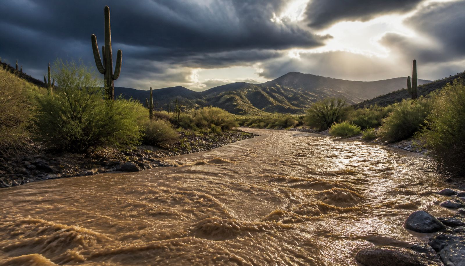 A desert wash near Tucson, Arizona runs high with brown floodwater under dark monsoon storm clouds, saguaro cacti on the banks.