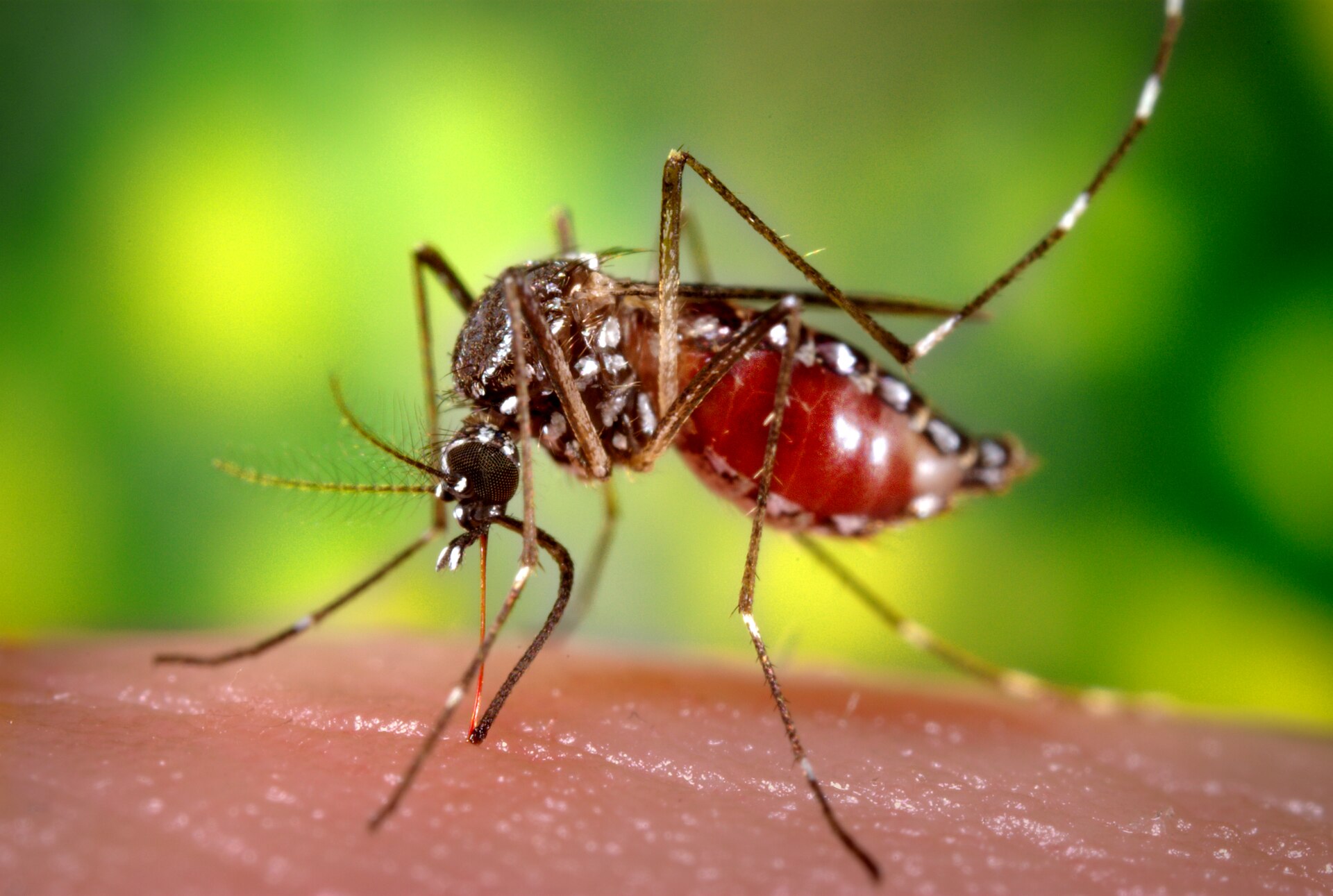 Close-up of a black-and-white striped Aedes aegypti mosquito feeding on human skin, its abdomen swollen red with blood.