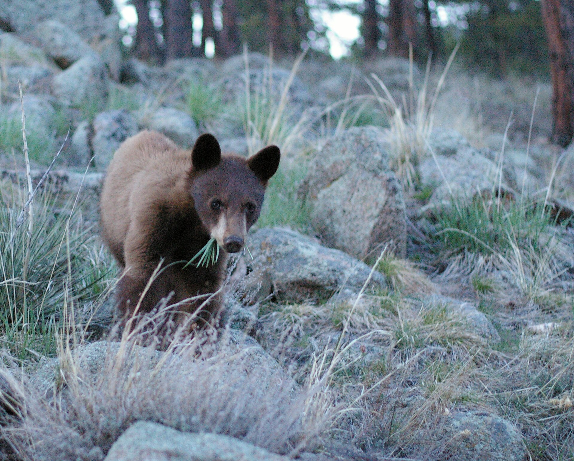 A brown-colored American black bear cub walking among rocks and grass in a Colorado forest.