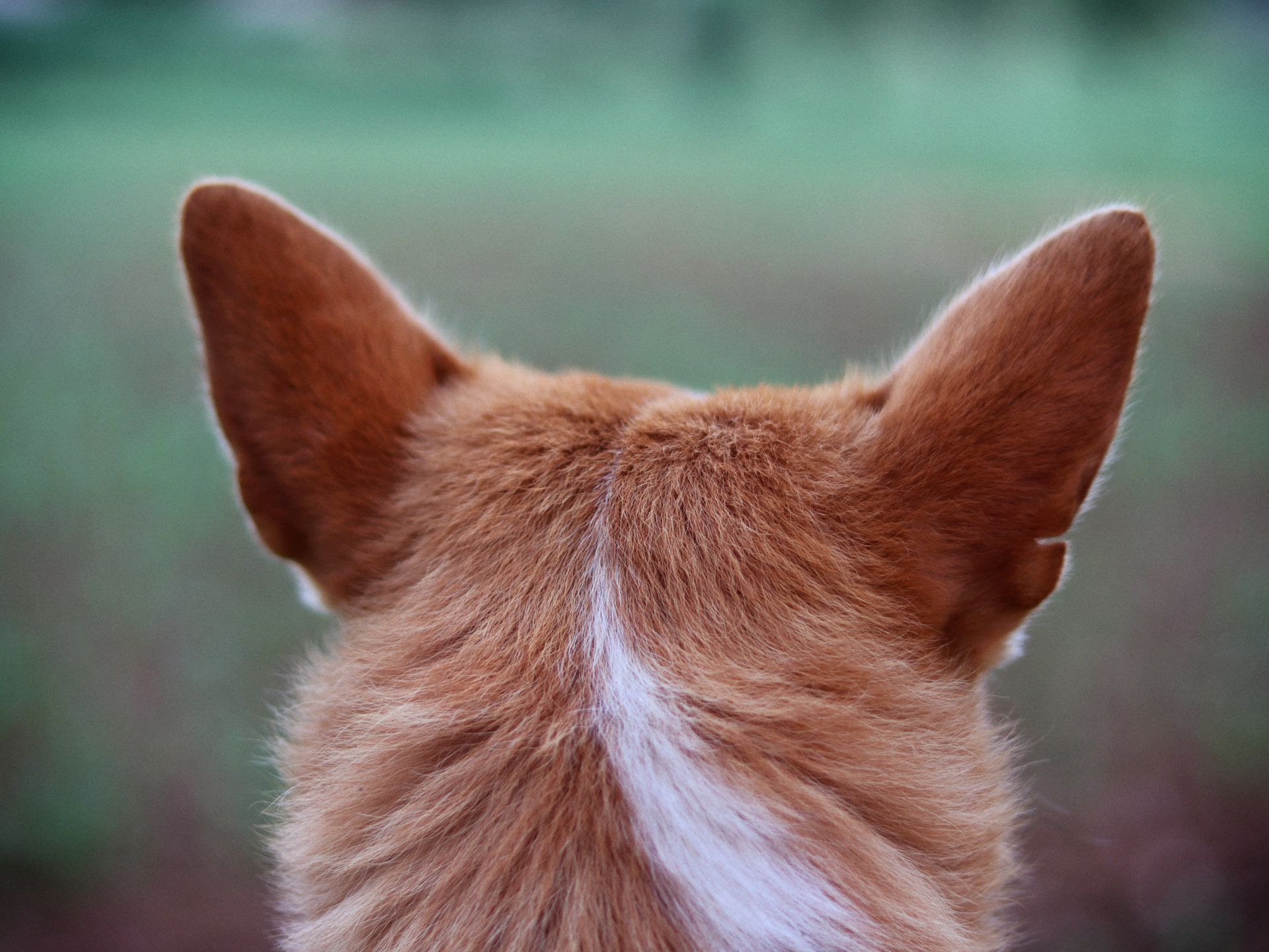 The back of a ginger-and-white dog's head with both ears pricked up, seen against a blurred green background.