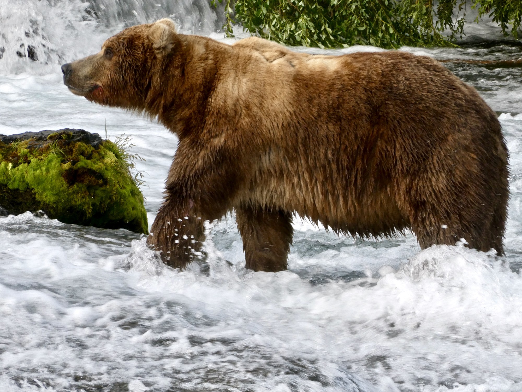 A large brown bear with a thick coat stands in white rushing water beside a mossy rock at Brooks River, Alaska.