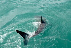 A great white shark's dorsal fin and tail breaking the ocean surface, seen from above