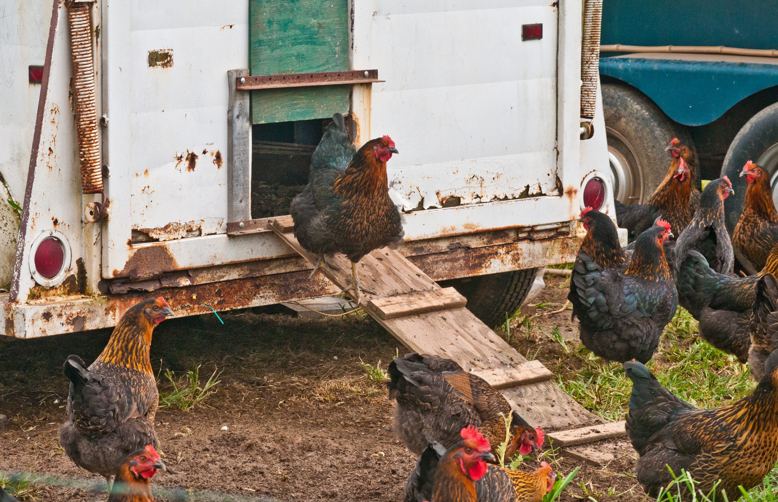 Brown and black laying hens walking around and down a wooden ramp from a converted trailer used as a mobile chicken coop on a farm.