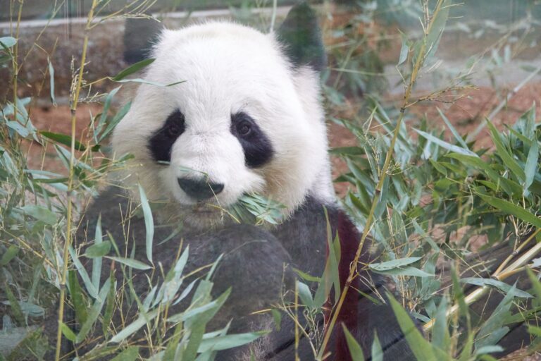 A giant panda eating bamboo leaves behind glass, photographed at Zoo Atlanta in January 2022.