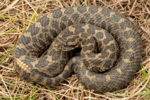 A coiled eastern massasauga rattlesnake in dry grass, showing its blotched pattern and rattle
