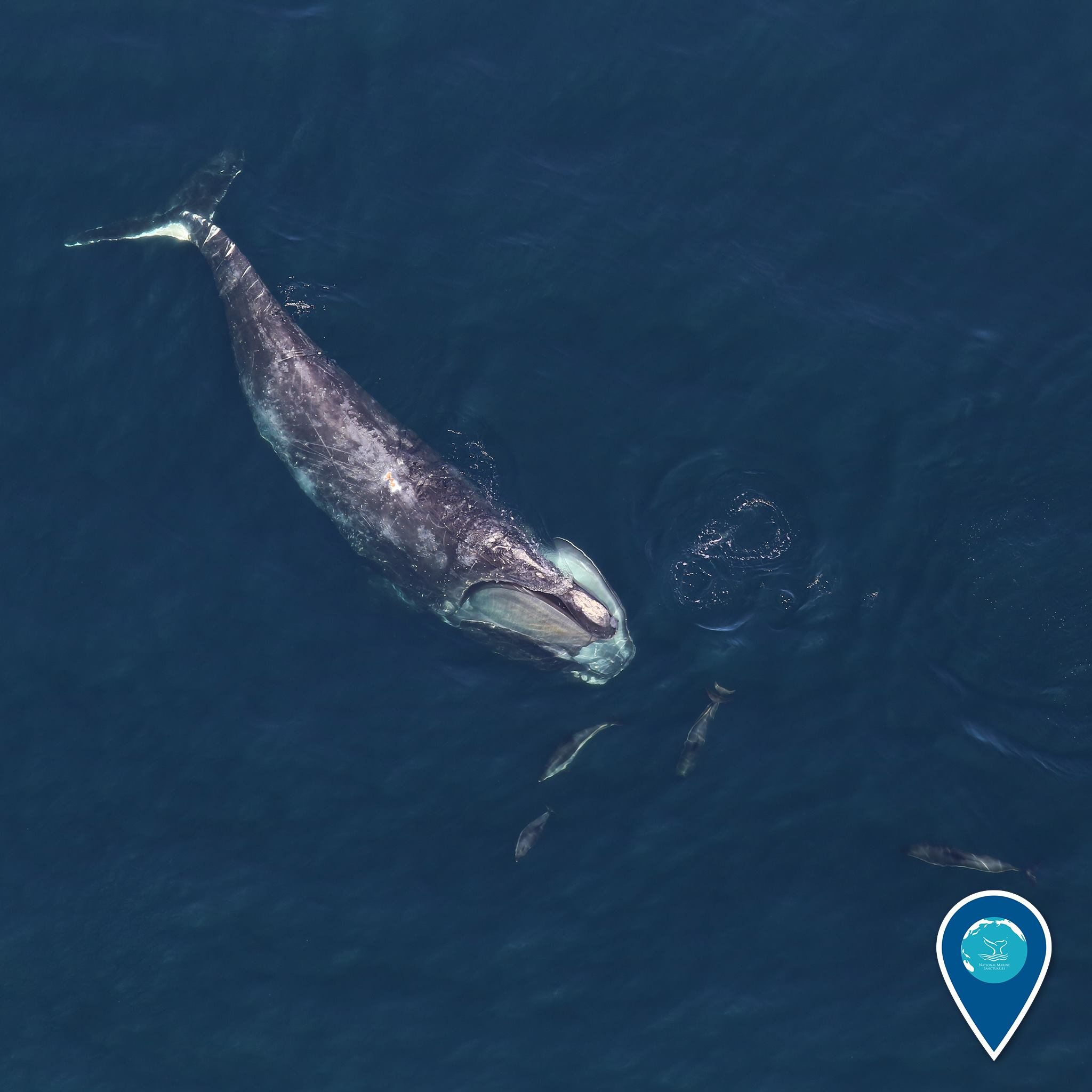 Aerial view of a North Atlantic right whale, the endangered species at the center of the rule change, swimming in the Atlantic Ocean.