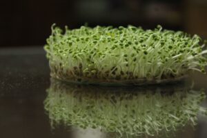 Photo: Vibrant green sprouts with roots on a reflective surface, showcasing fresh growth.