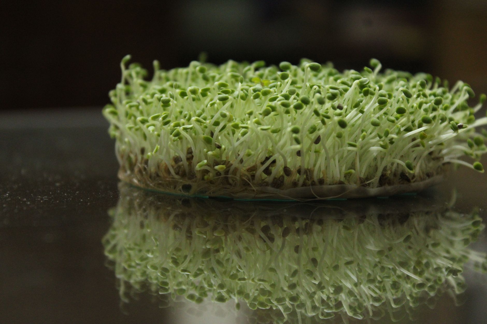 Photo: Vibrant green sprouts with roots on a reflective surface, showcasing fresh growth.