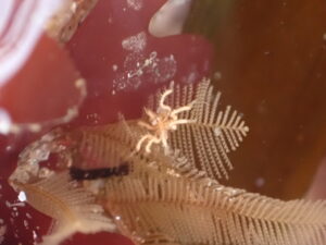 A tiny pale sea spider with thin, knobby legs clinging to a feathery, comb-like hydroid underwater.
