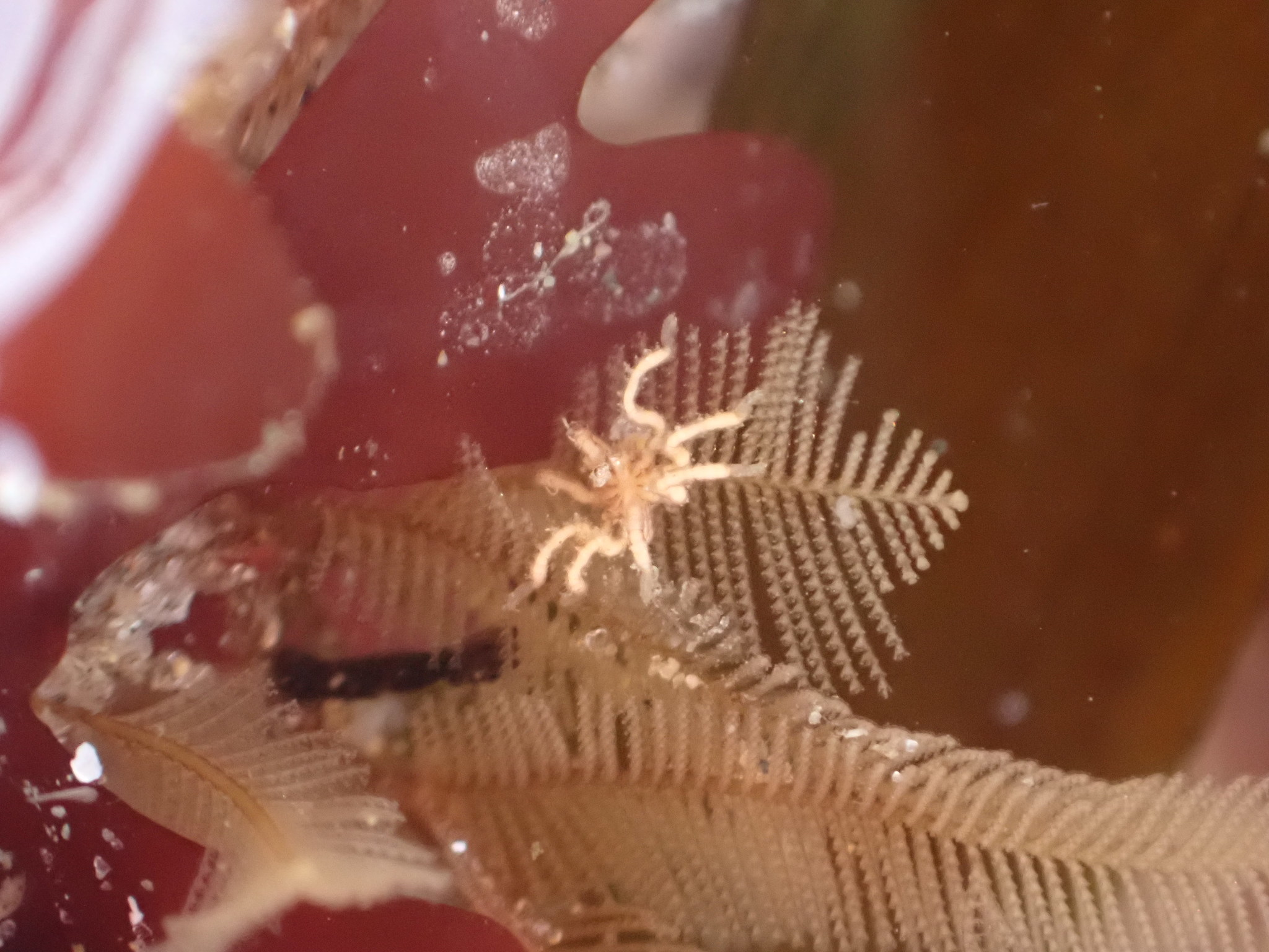 A tiny pale sea spider with thin, knobby legs clinging to a feathery, comb-like hydroid underwater.
