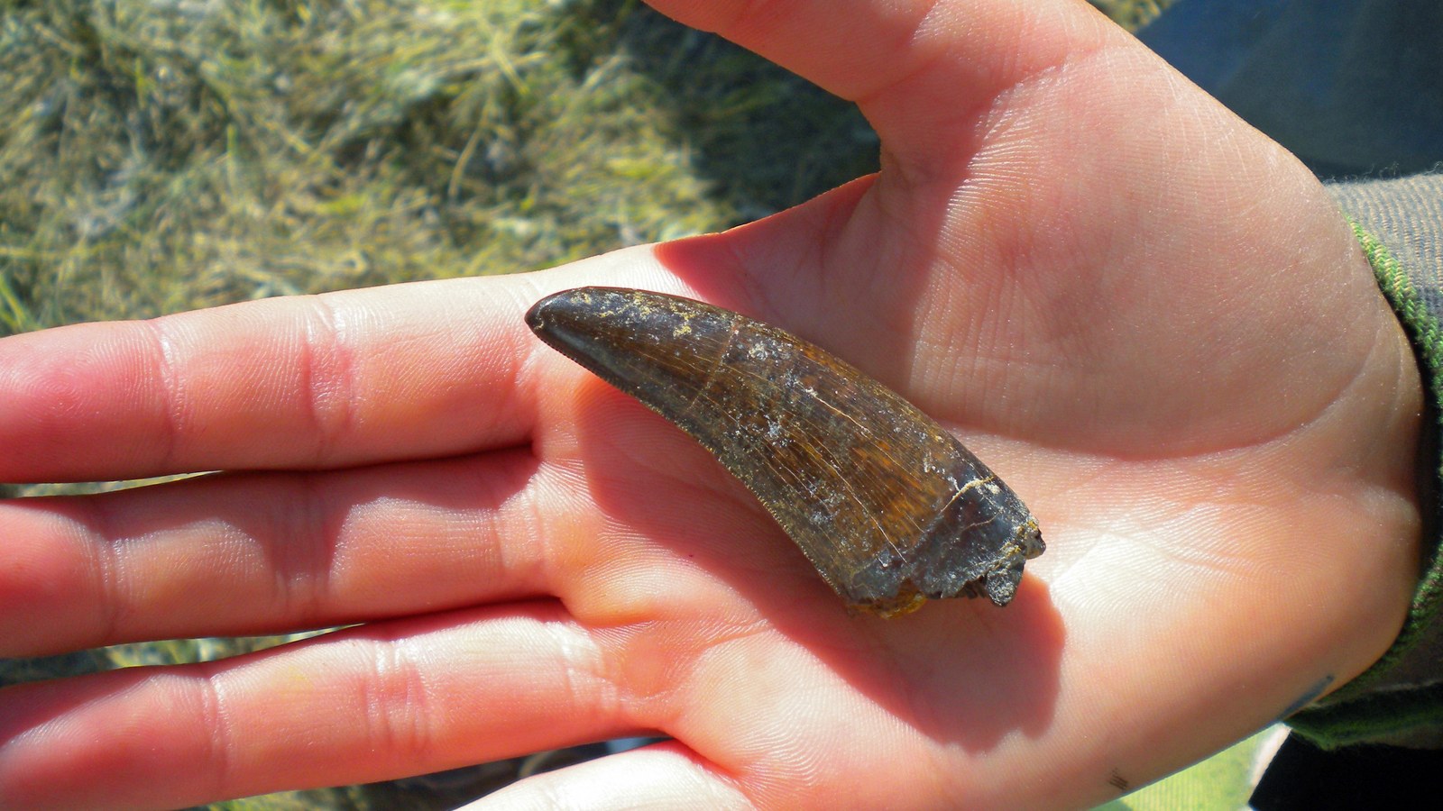 A fossil Tyrannosaurus rex tooth, dark brown and curved with a serrated edge, resting in an open human palm above dry grass.