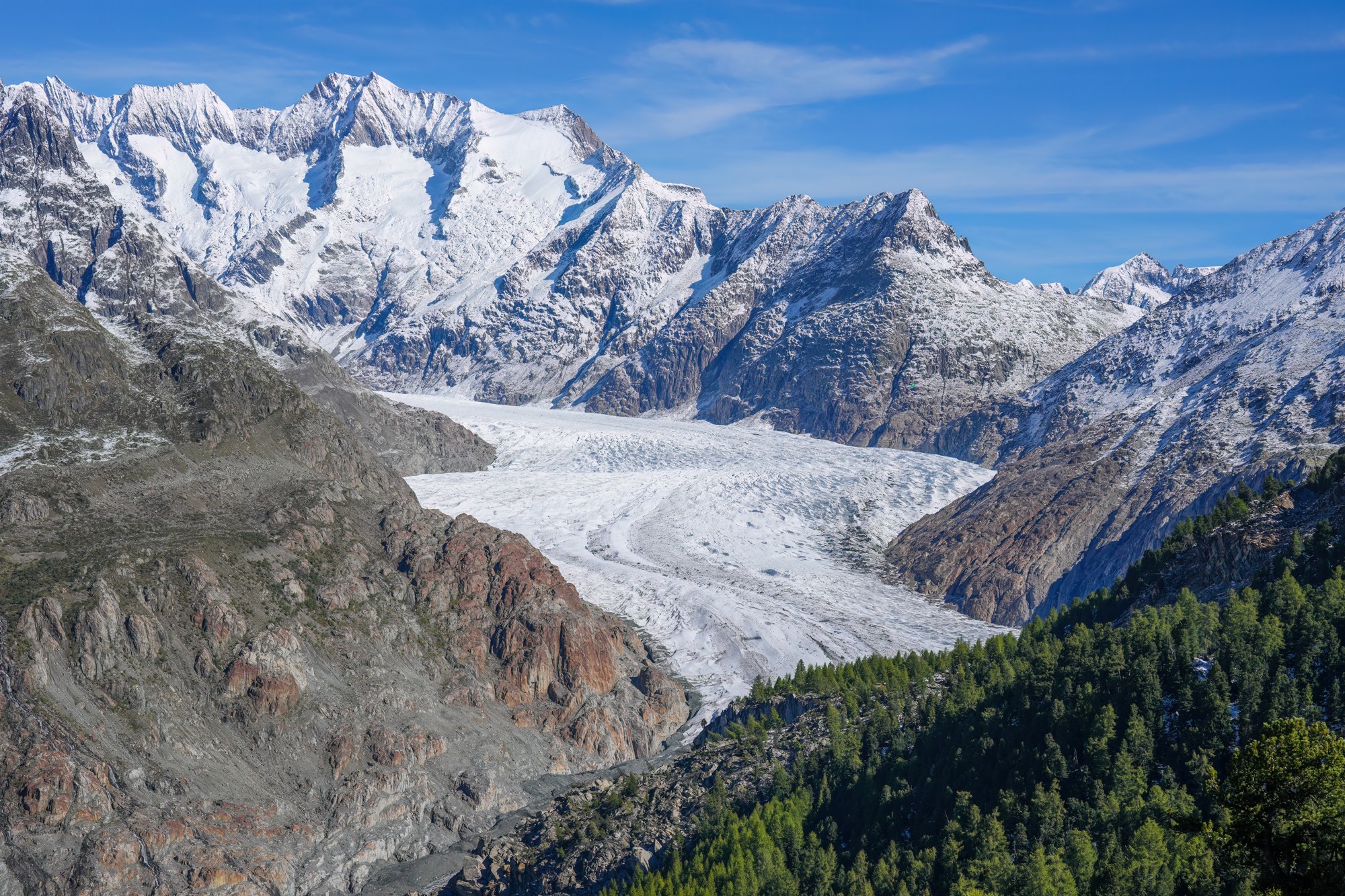 The Aletsch Glacier in the Swiss Alps, a river of white ice flowing between rocky, snow-dusted peaks, with larch forest in the foreground.