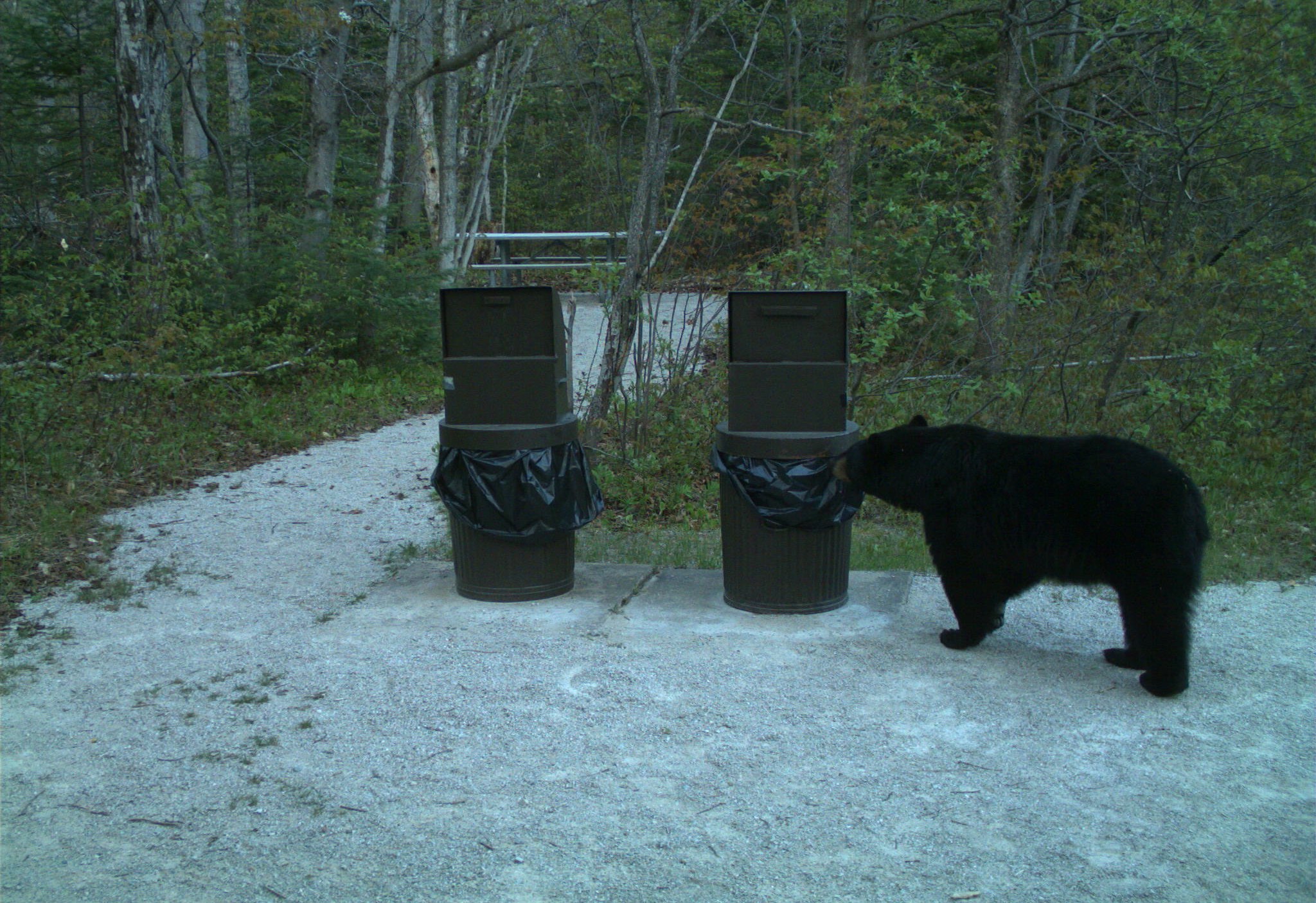 A black bear sniffs a park trash can beside a gravel path in a wooded area.