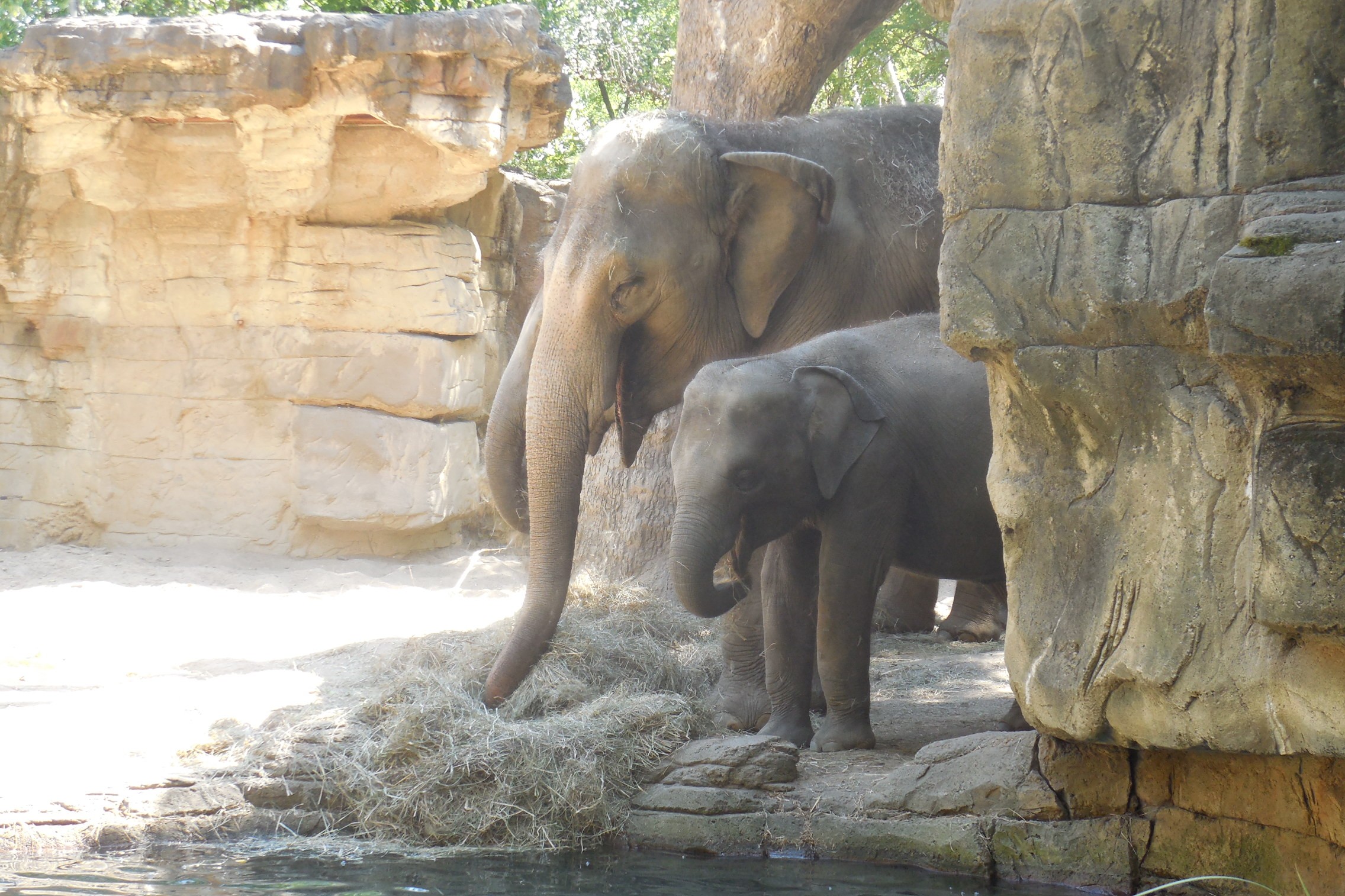 An adult Asian elephant eating hay beside a younger elephant next to a rock wall and pool at a zoo.